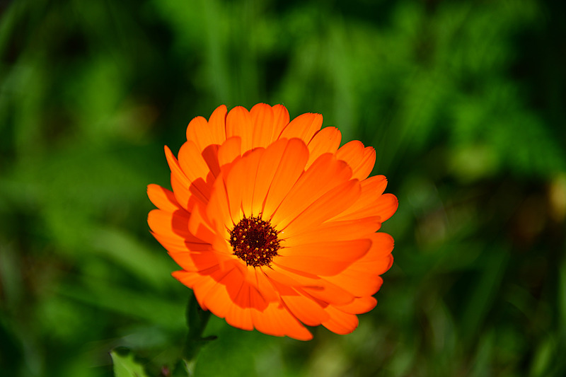 Marigold 9853 Photo