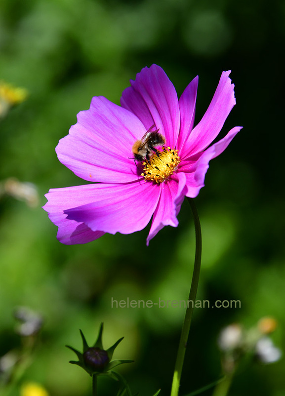 Pink Cosmos Flower and Bee Photo