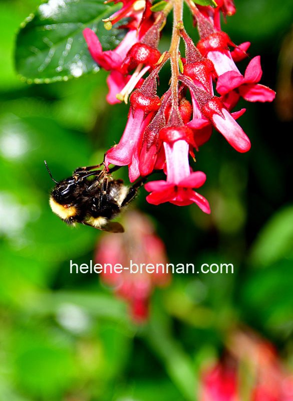 Bumble Bee on Escallonia Photo