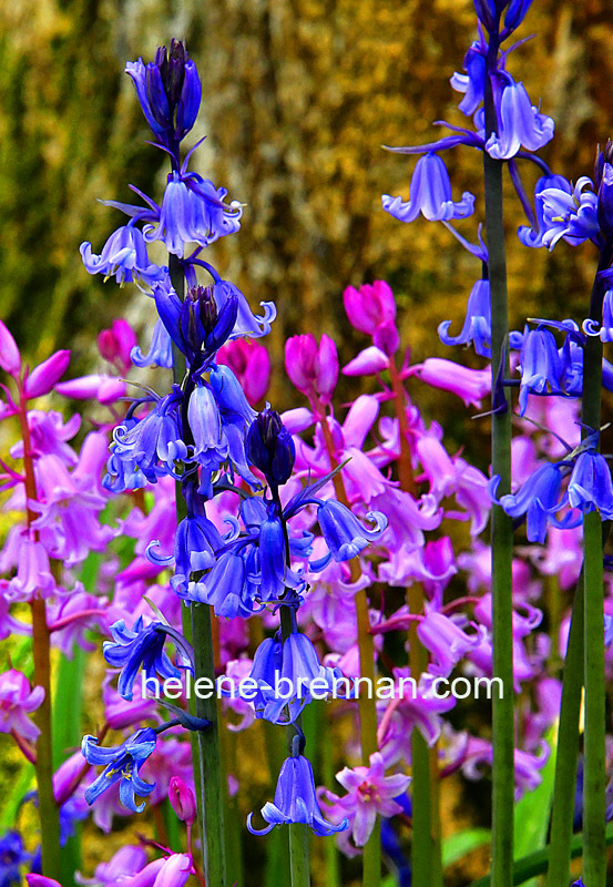 Pink and Blue Hyacinths Photo