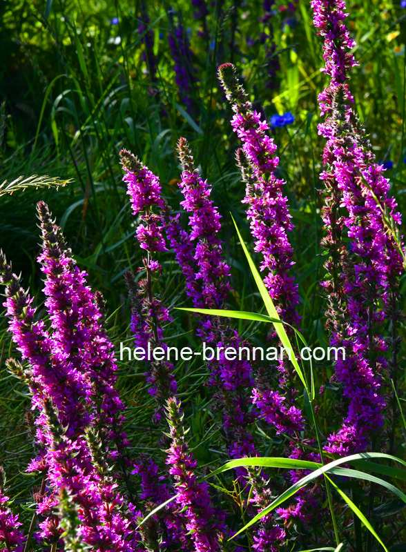 Loosestrife 7340 Photo