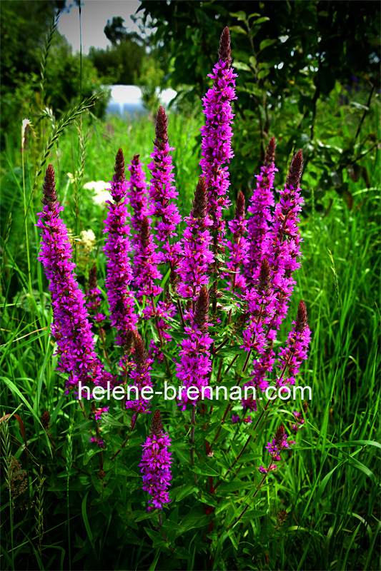 Loosestrife 6901 Photo