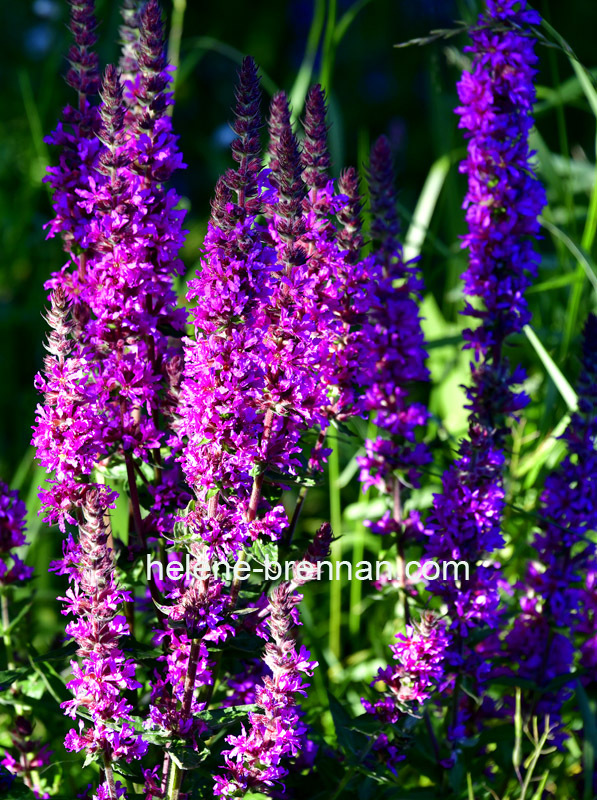 Loosestrife 7368 Photo