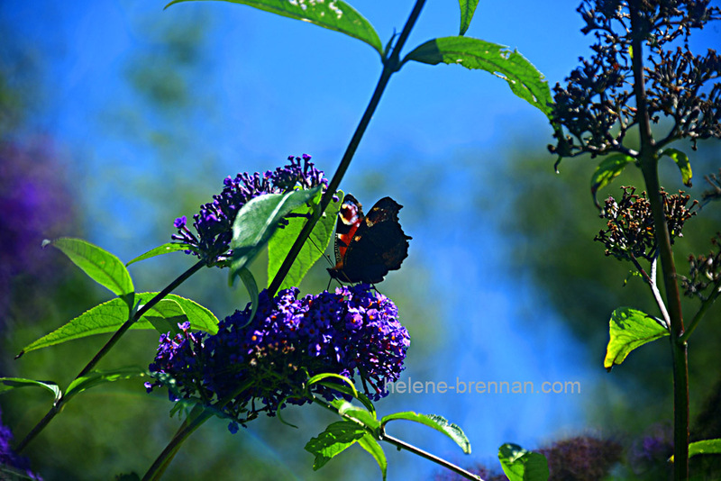 Peacock Butterfly on Buddleia Photo