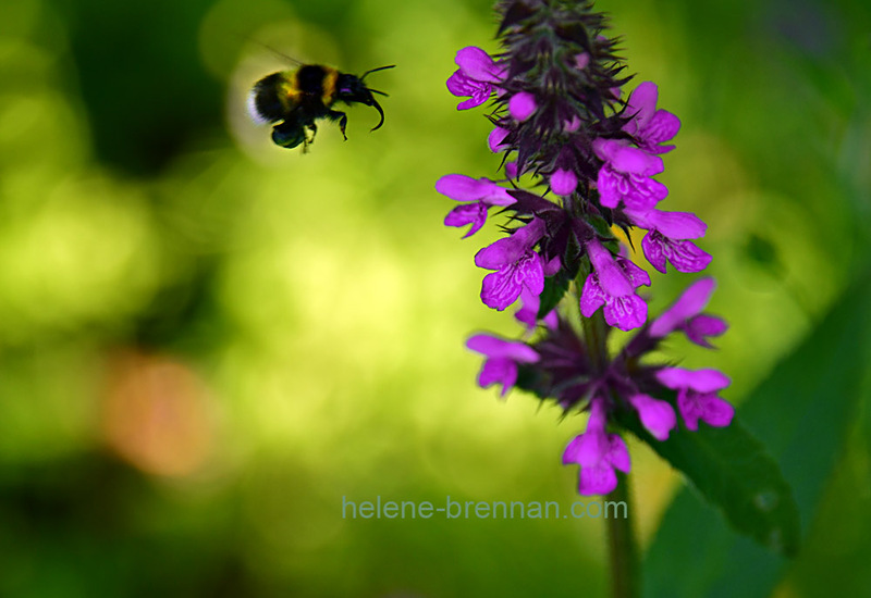 Bumble Bee and Wildlower 7090 Photo