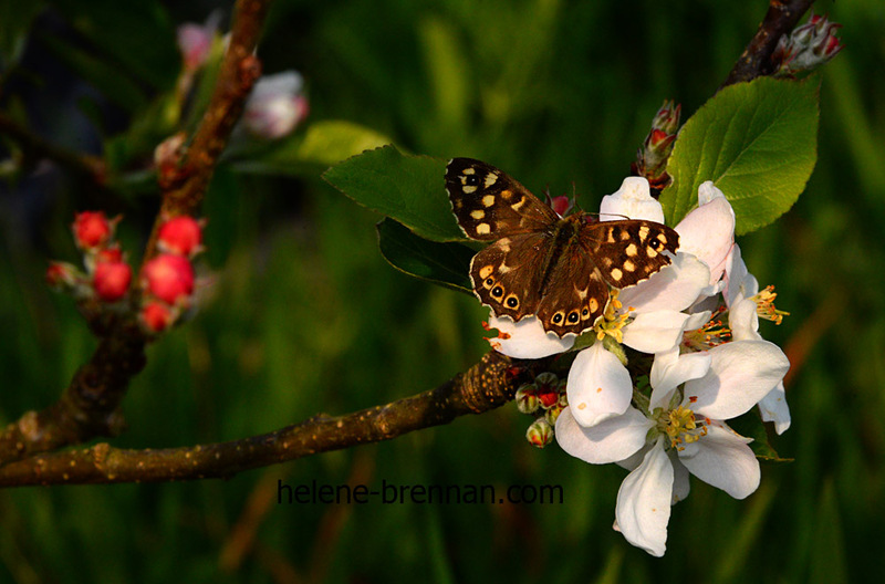 Speckled Wood Butterfly on Apple Blossom 2808 Photo
