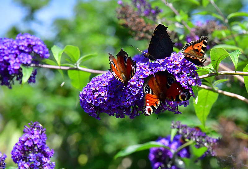 Butterflies 0n Buddleia 0211 Photo