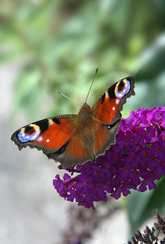 Peacock-Butterfly_0211 Photo