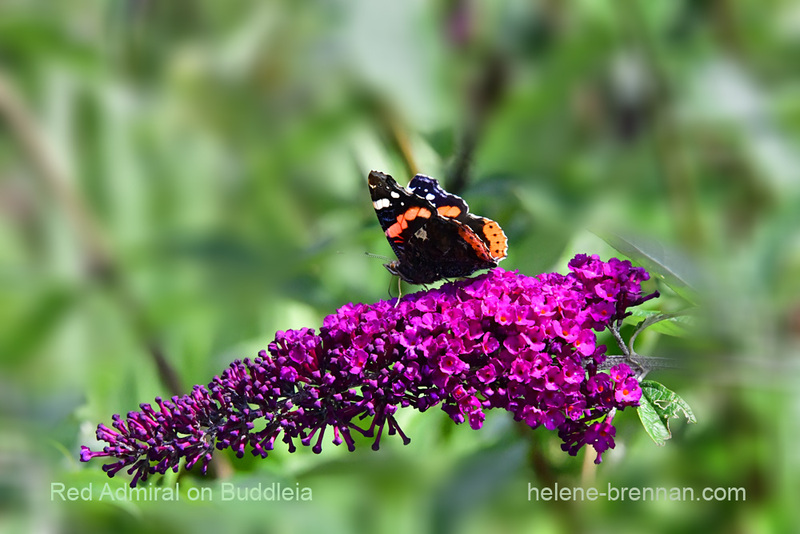 Red Admiral Butterfly on Buddleia 0203 Photo