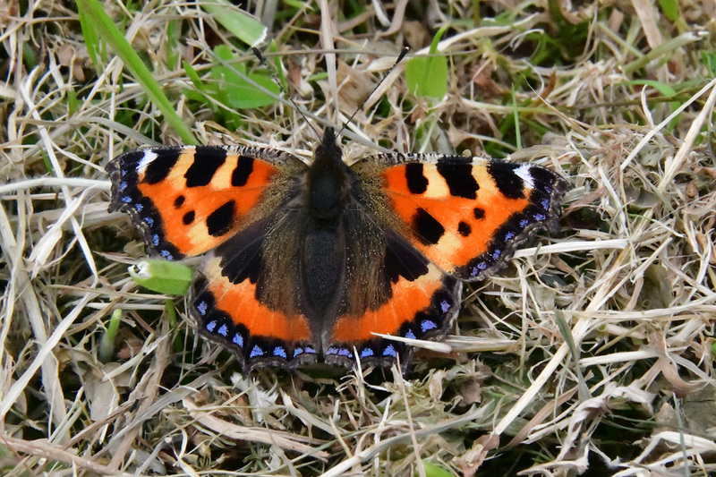 Tortoiseshell Butterfly 0154 Photo