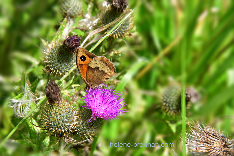 Butterfly on Thistles 0183 Photo