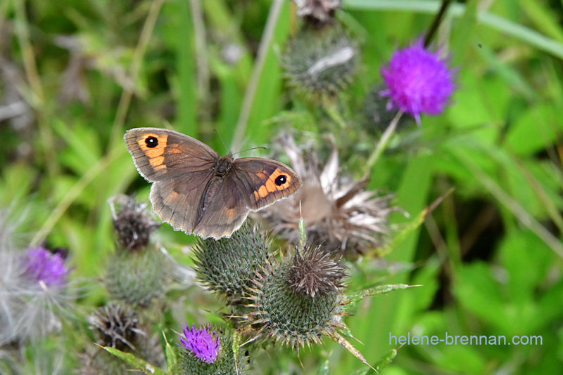 Butterfly on Thistles 0188 Photo