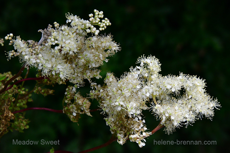 Meadow-Sweet 0245 Photo