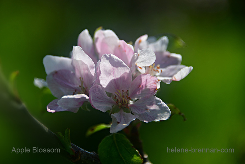Apple Blossom 9794 Photo