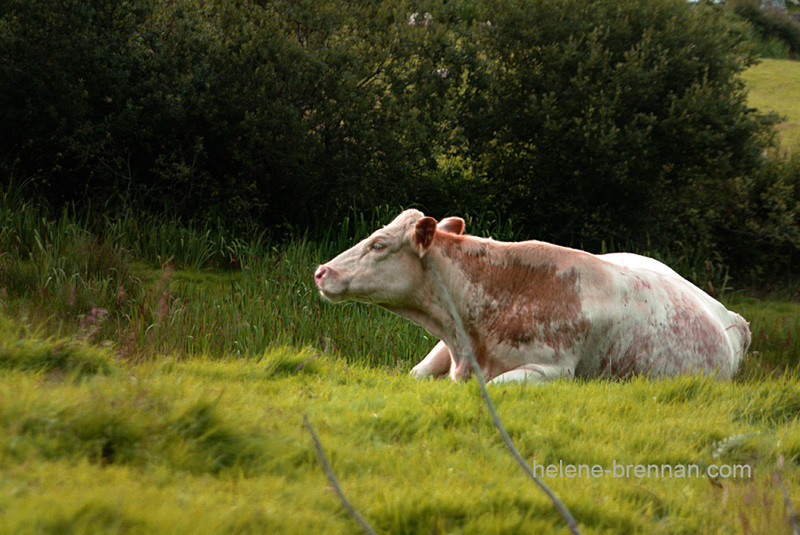 Mayo Cow 013 Photo