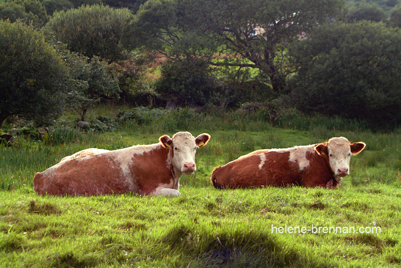 Mayo Cows 019 Photo