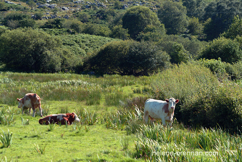 Mayo Cows in a landscape 026 Photo