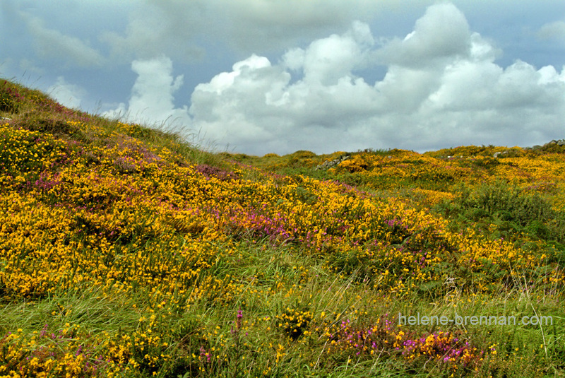 Connemara wildflowers 2 Photo