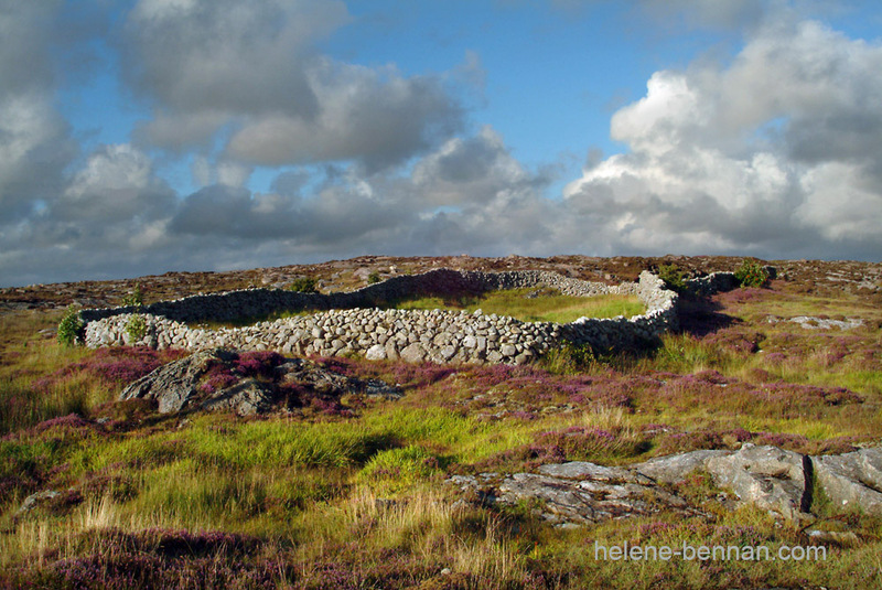 Connemara Field Photo
