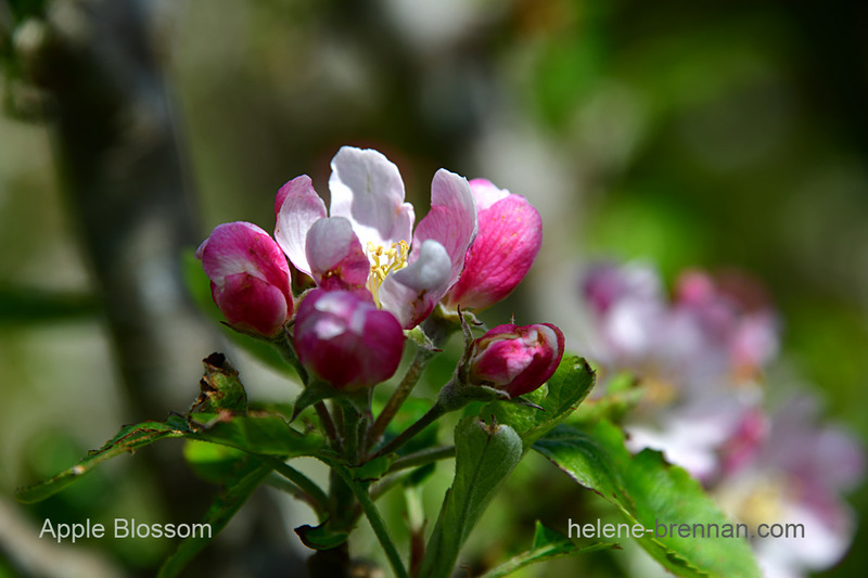 Apple Blossom 0654 Photo