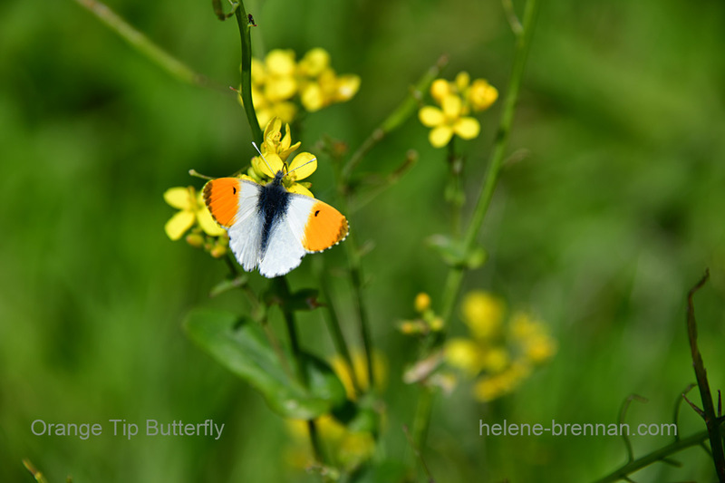 Orange Tip Butterfly Photo