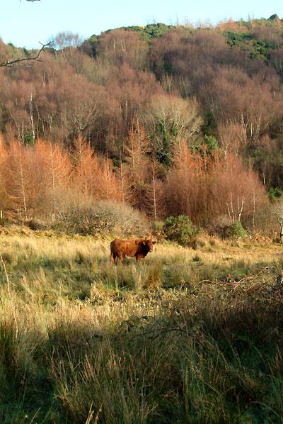 Winter Colours with Cow Photo