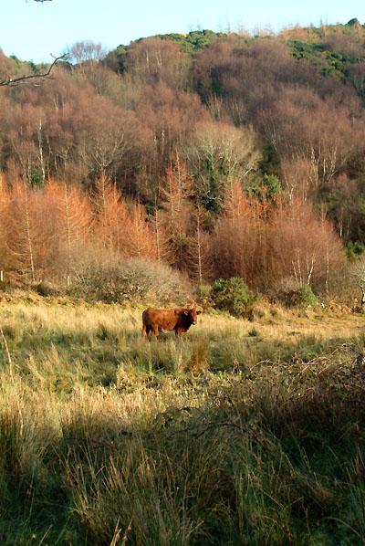 Winter Colours with Cow Photo