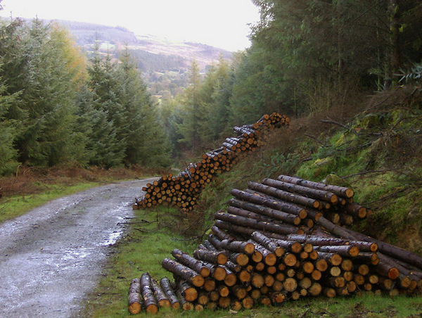 Glenmalure Forest 041 Photo