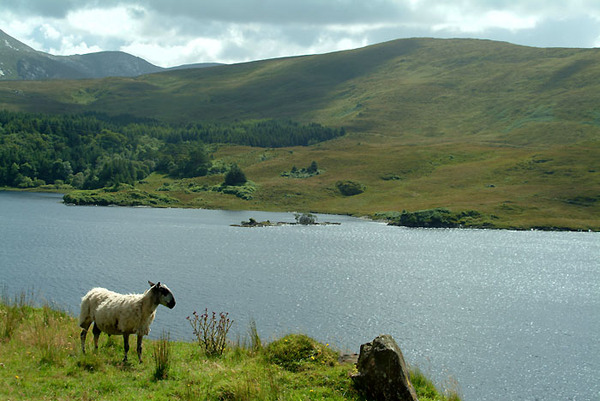 Sheep by The Lake Photo
