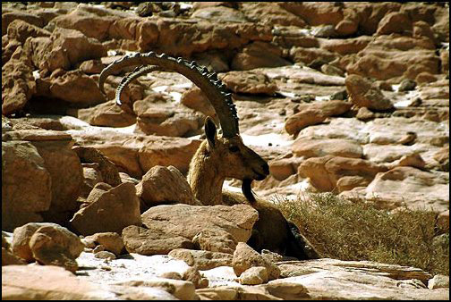 Ibex Photo