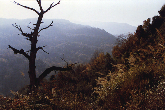 Pelion Scanned photo print