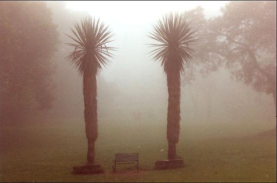 Kodaikanal Misty Gardens Photo