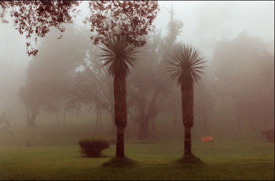 Kodaikanal Gardens Photo