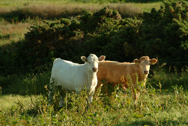 Cattle at Ballinskelligs Photo