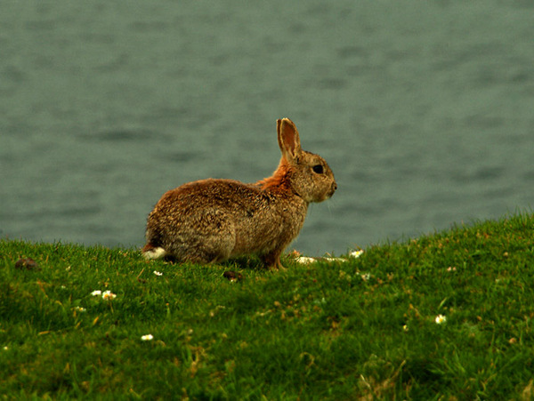 Rabbit Photo