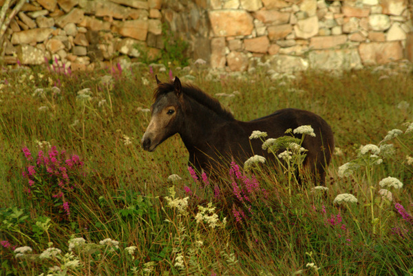 Connemara Pony Photo