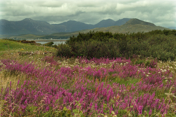 Connemara flowers Photo