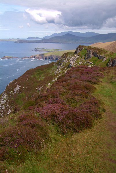 Blasket Heather 09 Photo