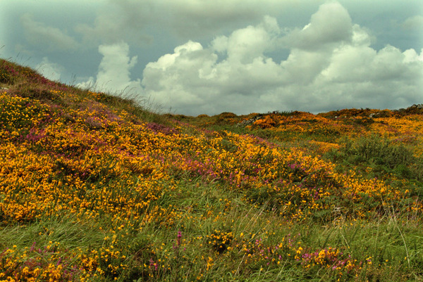 Connemara wildflowers 2 Photo