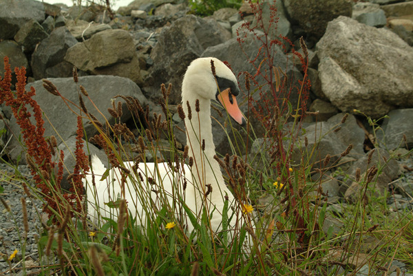 Swan Photo