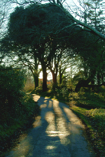 Trees at Muckross Park Photo