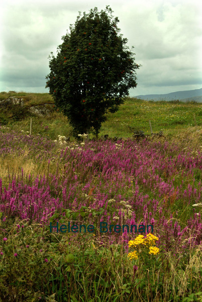 Connemara Flowers Photo