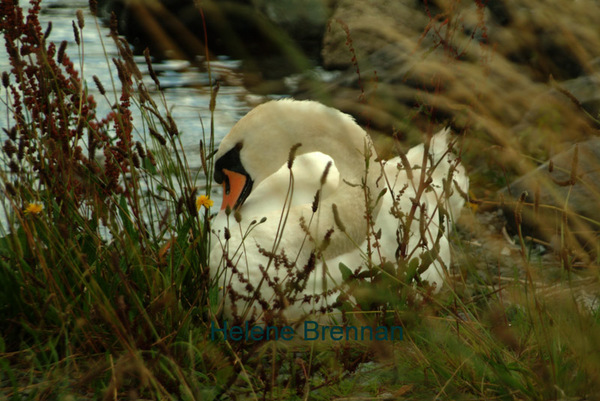 swan 2 Photo