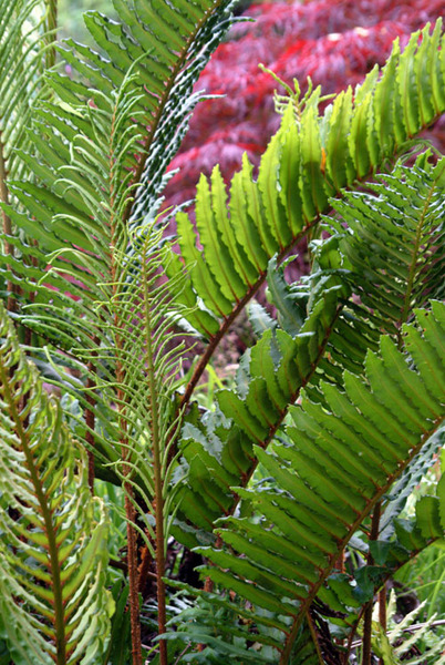 Ferns Photo