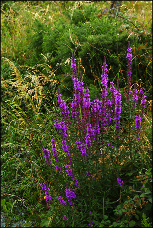 Roadside Wildflowers 18 Photo