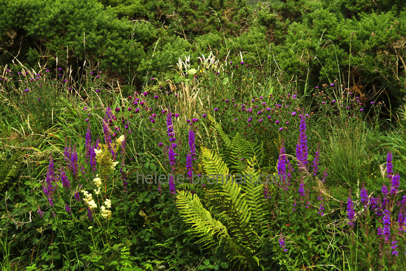 Roadside Wildflowers  42 Photo