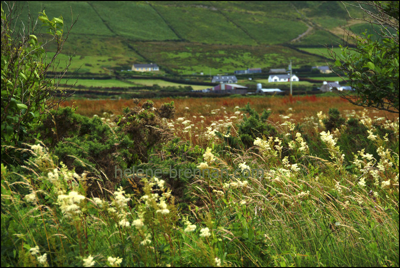 Irish WIldflowers 61 Photo