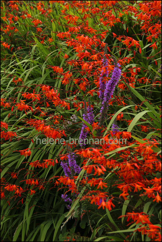 Irish WIldflowers 46 Photo