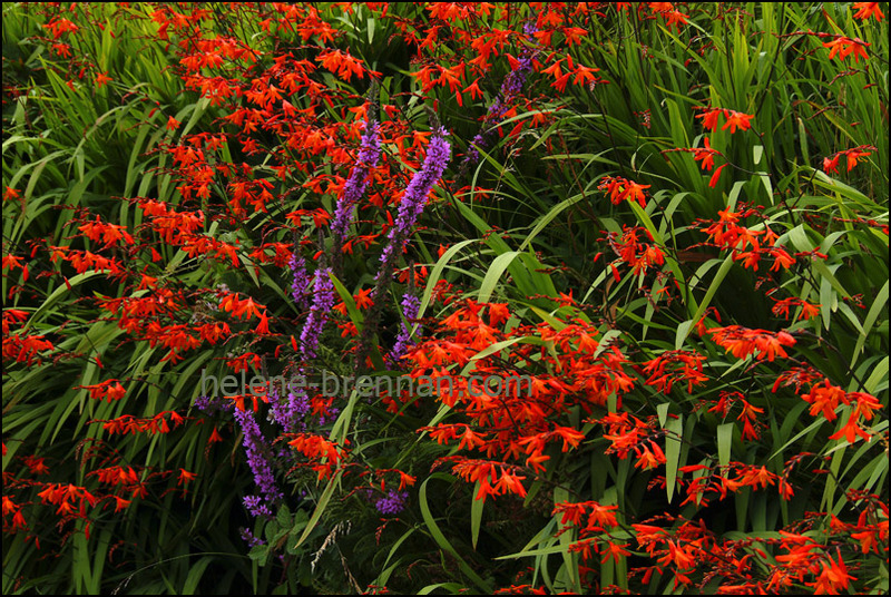 Irish WIldflowers 48 Photo