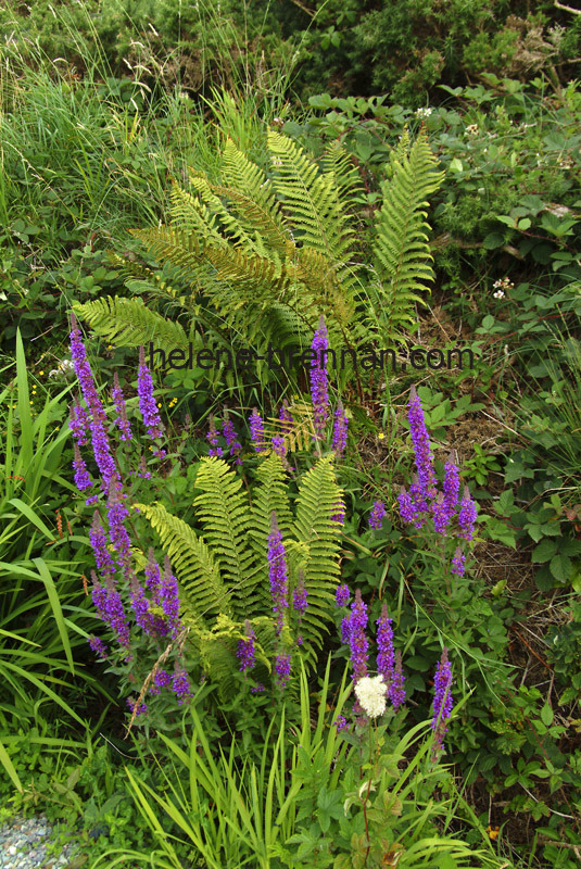 Irish WIldflowers 17 Photo